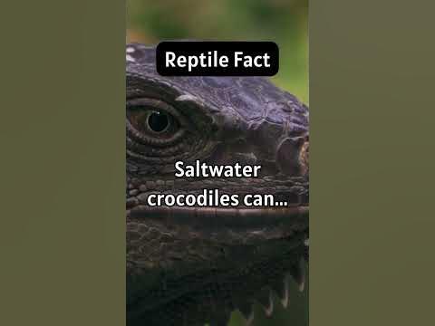 How long can saltwater crocodiles go without food? 🐊🕰️ #reptiles #