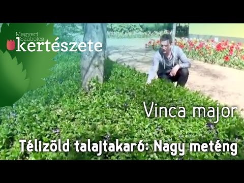 Videó: A legjobb távolság a talajtakaró növények között: Hogyan helyezzünk el teret a talajtakaró növények között