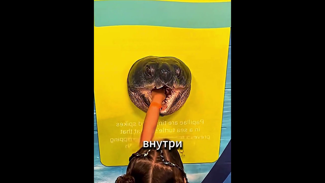 Никогда Не Засовывай Руку В Морскую Черепаху 🤯