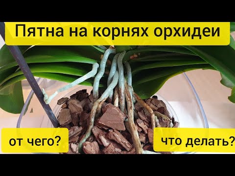 ПЯТНА на КОРНЯХ орхидеи || ПОЧЕМУ появляются пятна на корнях орхидеи и как лечить пятна на орхидеях