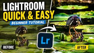 FAST and EASY! How to Edit Wildlife Photos in Lightroom