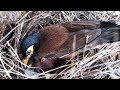 Common myna birds Feed the baby on a palm tree. Ep6 [ Review Bird Nest ]