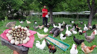 Collecting Quail Eggs - Quail Farming - I Made Natural Feed for Free Range Chickens - Farm Chores