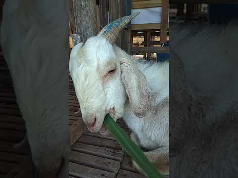 Obat Kambing terkena Pneumonia (infeksi paru-paru)