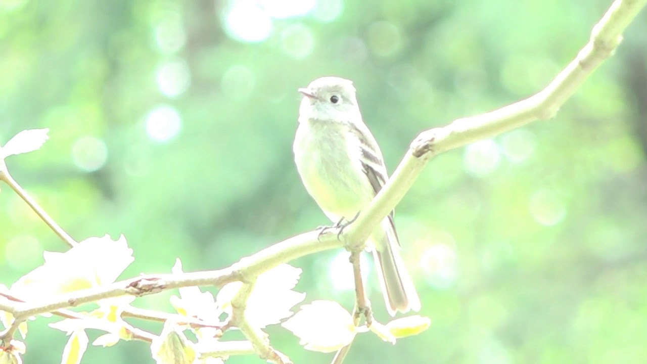 Pacific Slope Flycatcher