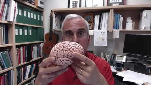 Wisconsin Card Sorting task