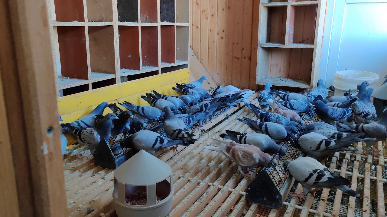 Metoda întunericului la pui - Aplicare și efecte