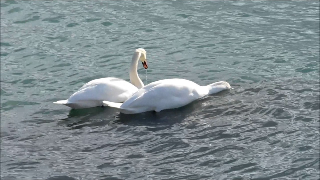 Mute & Trumpeter Swans Bluffers Park 2 Feb 17 YouTube