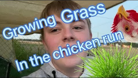 Growing Grass 🌱in the chicken run