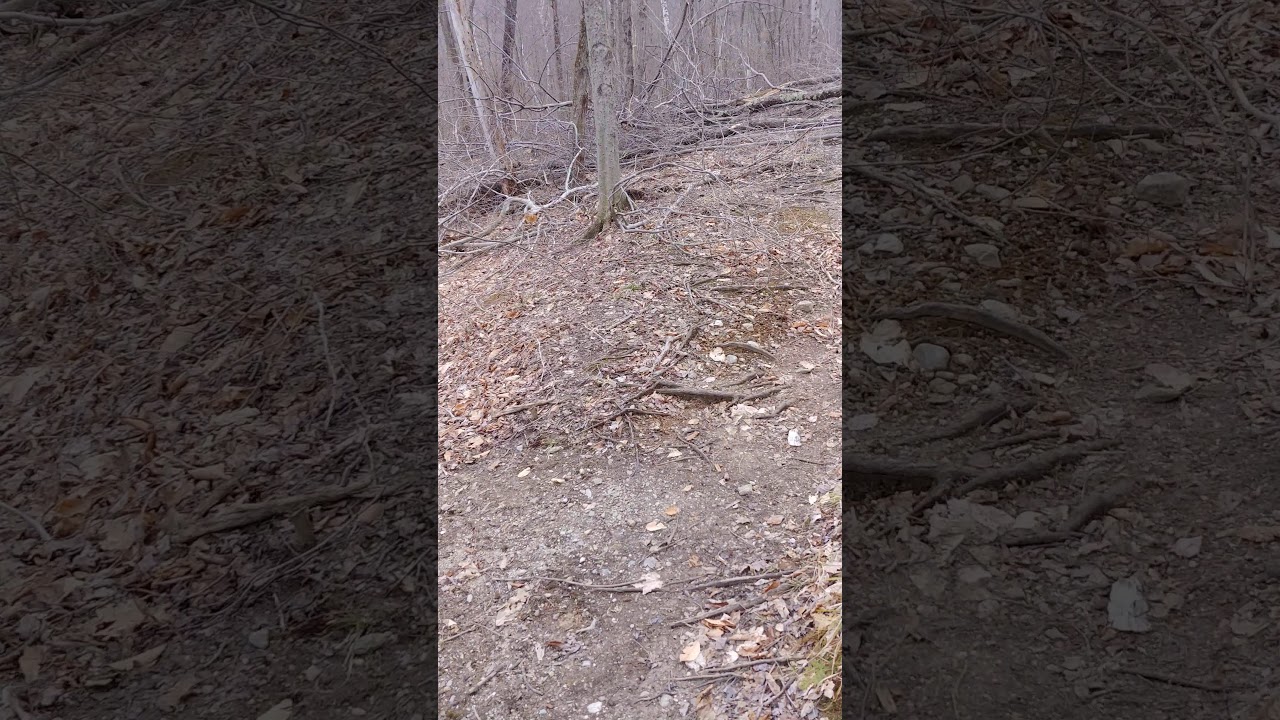 Hinesburg Town Forest Trail 2 YouTube