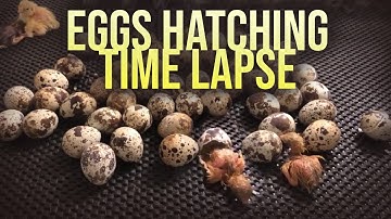Eggs Hatching TIME LAPSE (Chicks Hatching) 2 hours in 5 MINUTES!
