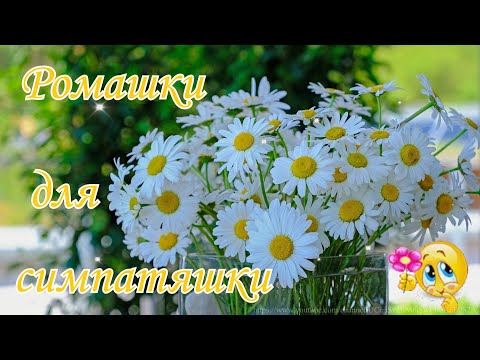 Ромашки для симпатяшки! Сонячного настрою! Побажання вдалого дня!