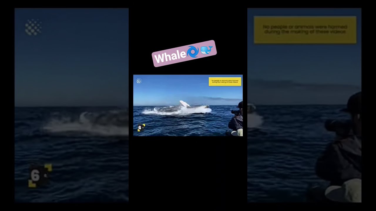 The Blue Whale Fish Ocean Wildlife Beach Nature Photography Tail
