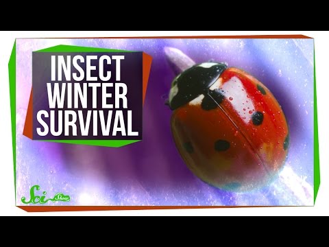 Video: How Insects Hibernate