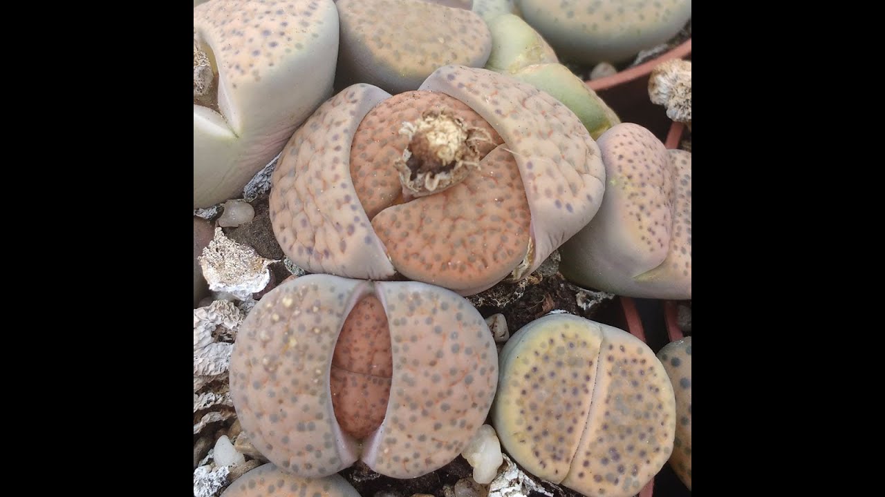 Lithops || Thạch Lan || Sen Mông - Unboxing #lithops #senmong