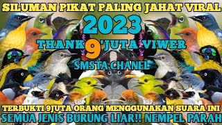 Download lagu Suara Pikat Burcil Paling Ampuh!! Siluman Pikat 2023 #smstachanel Terampuh mp3