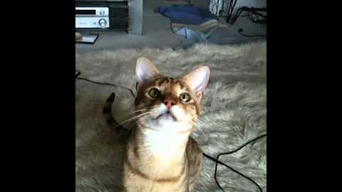 Watch the video about Funny African Serval Savannah Cat Playing Fetch