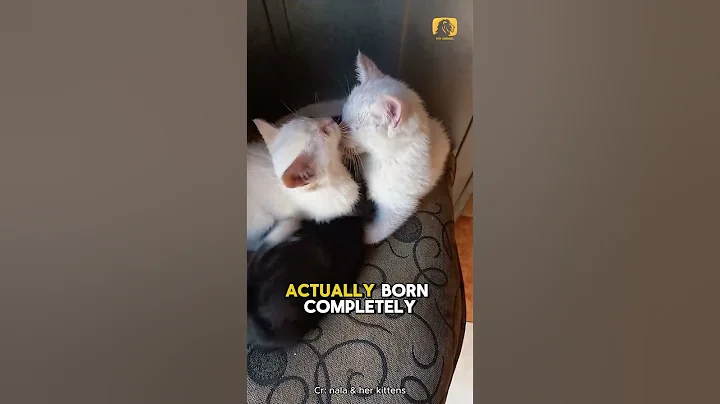 Video 9266331: siamese cat faces, white siamese kittens, kittens born