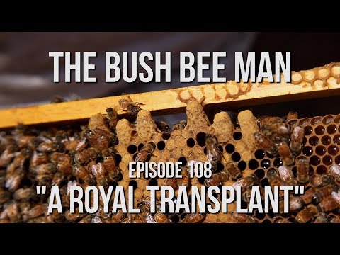 Transplanting Queen Bee Cells From Splits Part (1 Of 2) - The Bush Bee Man