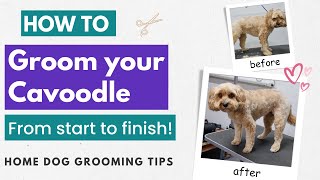How To Groom Your Cavoodle or Cavapoo - From Start To Finish | Home Grooming Tips
