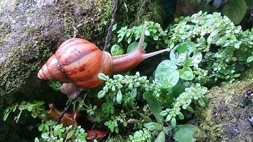 Relaxing Extreme MACRO of Snails Moving (Stunning Close-Up Visuals)
