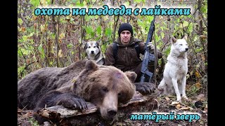 Охота на медведя с лайками у поздних хлебов