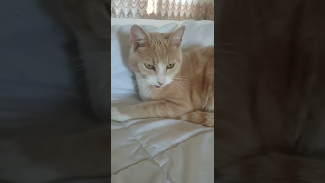 creamys adorable face