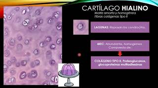 Tejido conectivo de sostén - CARTÍLAGO (1)