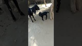 انظروا إلى صغار الماعز كم هي جميلة ولطيفة ثلاثتهم يتجولون معا. أنا مع أمهم.