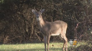 Deer Mating Season Presents Danger For Local Drivers