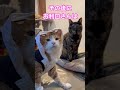【CAT】大事な話がある…パンダ編 #shorts #cat #cats #ねこ #かわいい #ねこのいる生活 #可愛い