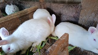 Rabbits for Sale starting at 50K to 100K , UGX #ryekofarm