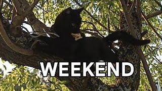 Original lunch for cats in the fresh air. 😜🐈‍⬛ by Unusual stories of a black cat 179 views 1 month ago 13 minutes, 31 seconds