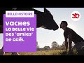 La belle vie des vaches de Gaël