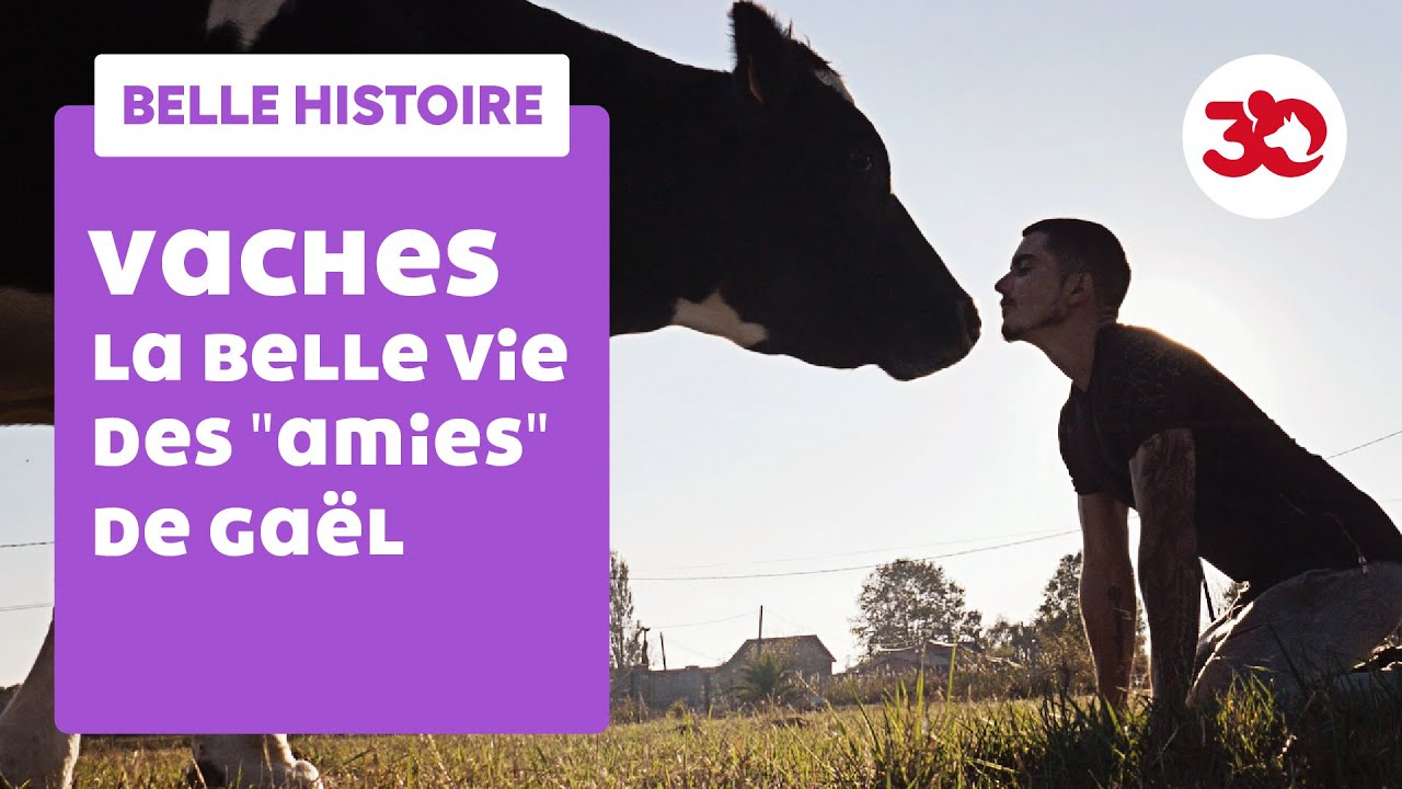 La belle vie des vaches de Gaël