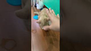 Catch big frogs funny | Try don't laugh | wepwep catching frogs make you laugh #shortsviral#trending