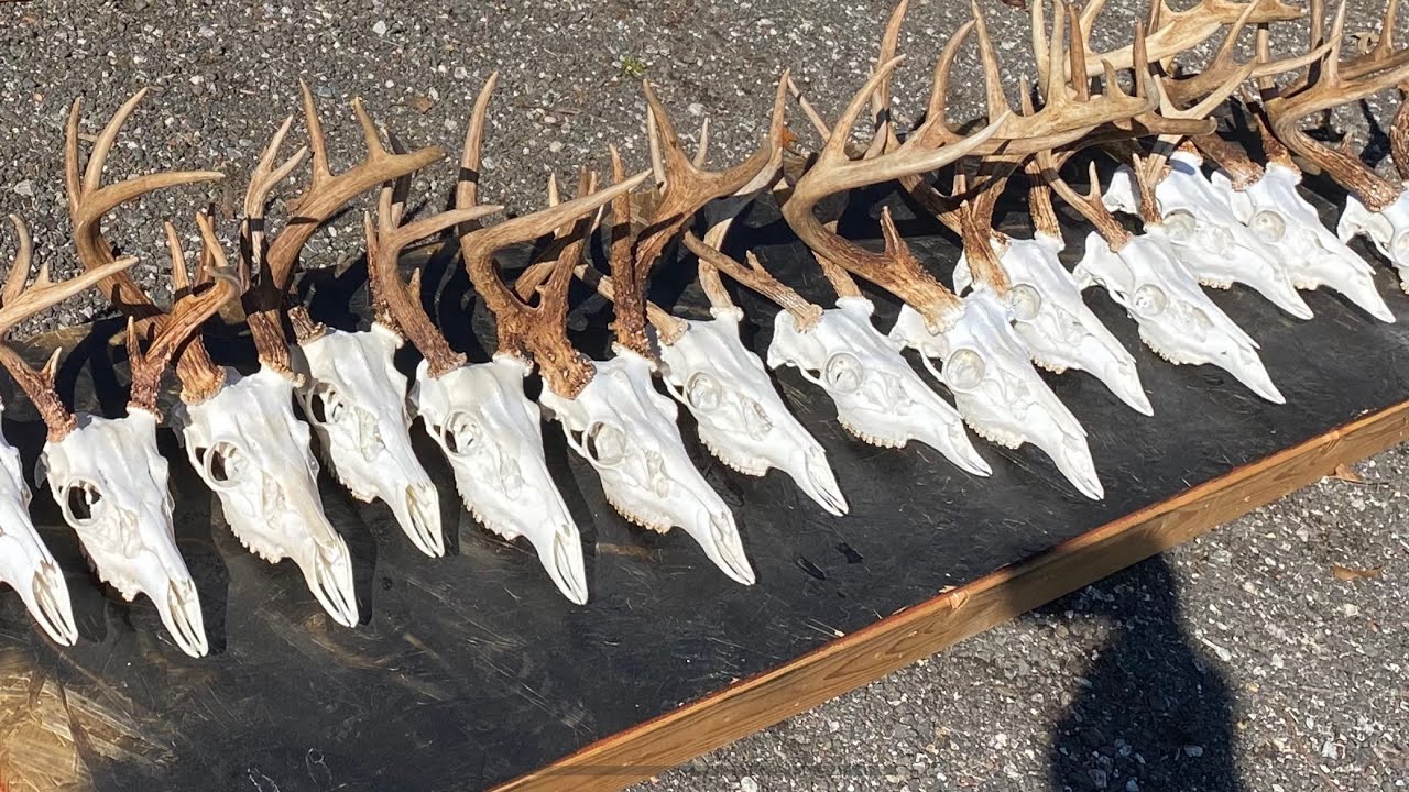 How to European Mount bleaching perfectly white every time! YouTube