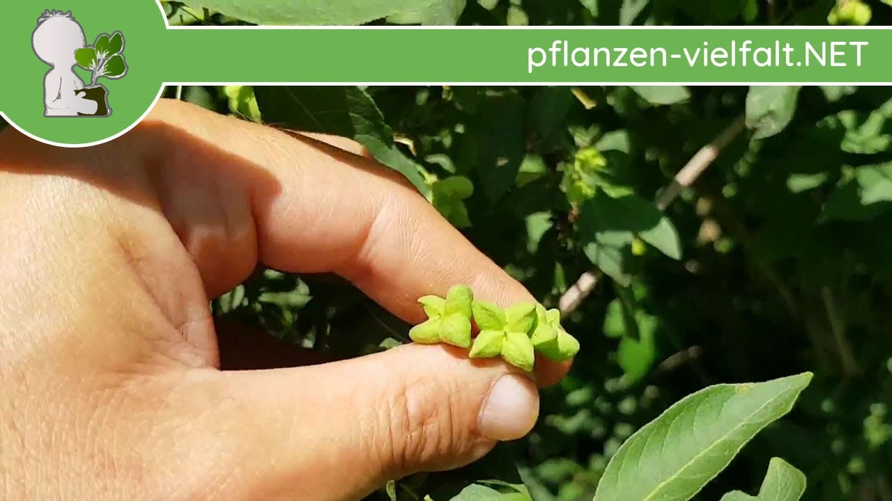 Gew. Spindelstrauch - Unfreife Früchte - 29.05.18 (Euonymus europaeus) - Bäume (Früchte) bestimmen