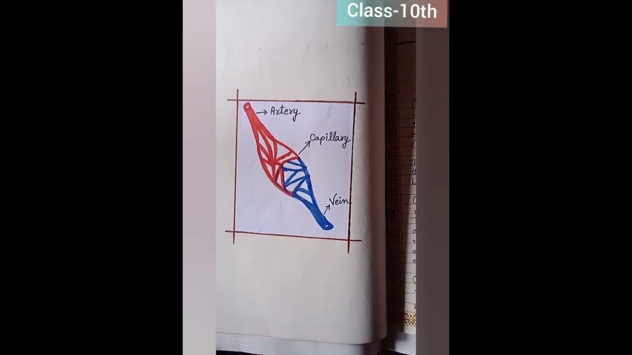 class 10th science practical file human circulatory system 