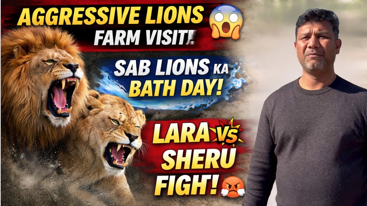 Aggressive Lions Farm Visit 😱 | Sab Lions Ka Bath Day 🦁 | Lara vs Sheru Fight