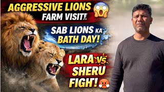 Aggressive Lions Farm Visit 😱 | Sab Lions Ka Bath Day 🦁 | Lara Vs Sheru Fight