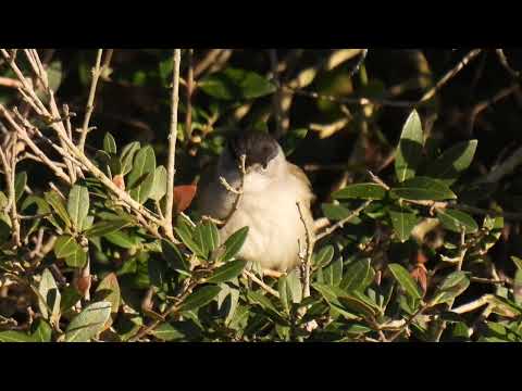 Eurasian Blackcap, Capinera