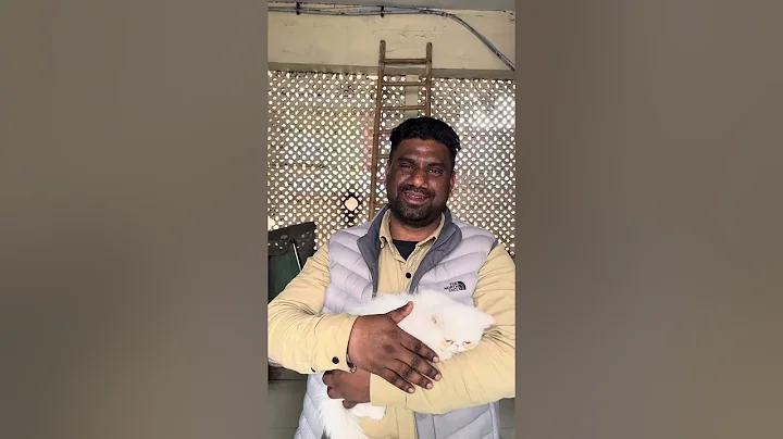 Video 11781281: quality persian cat kitten, happy persian