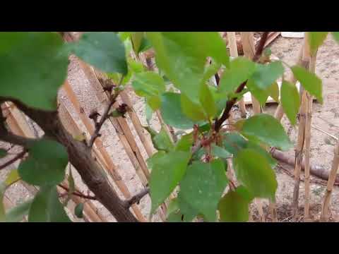 كيفية الإعتناء بشجرة المشمش الجزء الاول 