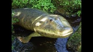 Tiktaalik