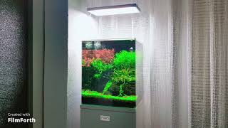 Green Oasis - Dennerle Cube 30 - Six Month Old - Chihiros Wrgb 1 Gen.