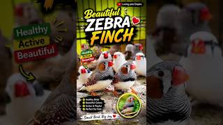Cutest Zebra Finch Birds Ever | Bird Lovers Will Love This!