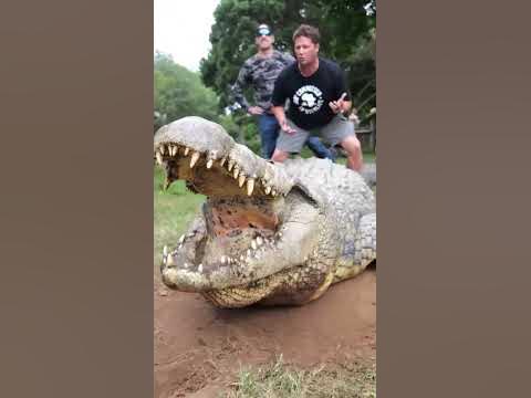 Giant crocodile - YouTube