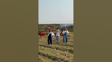 Đi chăn bò cầm cây roi thật to 🐂 Tuổi thơ tôi | Hậu Hoàng #shorts