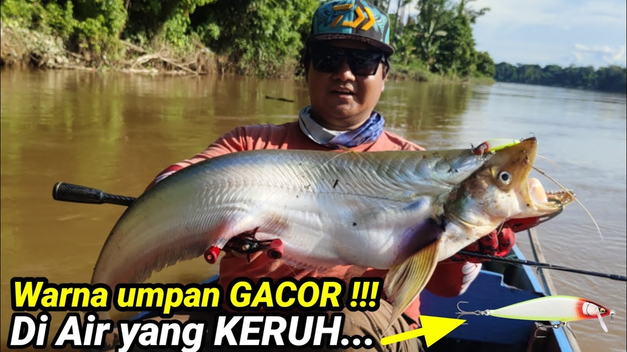 Umpan casting lais tembiring di air keruh